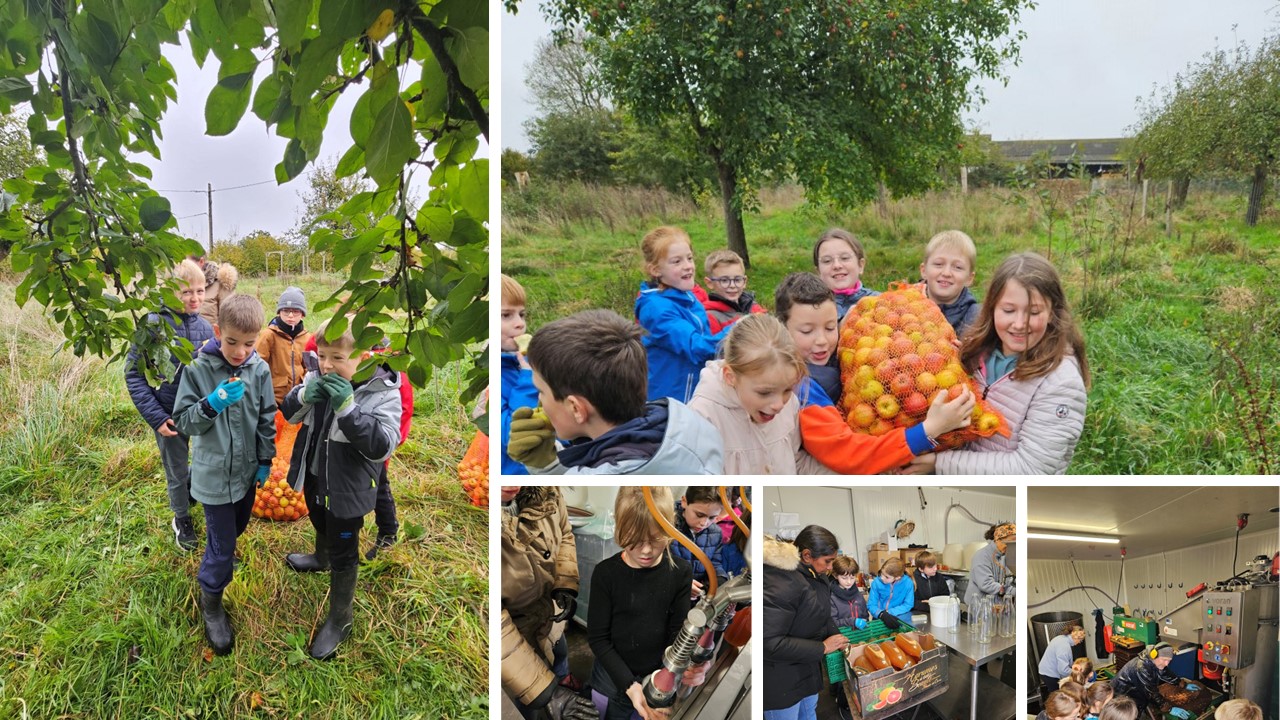 Cueillette pommes école
